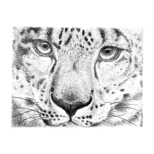 Snow Leopard Pencil Drawing Wall Art, 6.5" x 8.5" Unframed, Original hand drawn artwork.