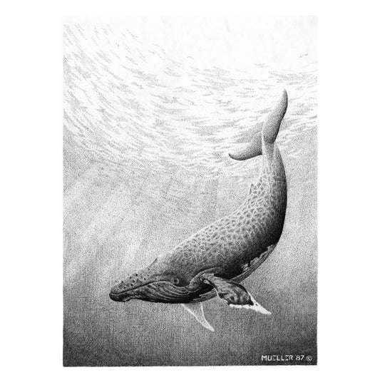 Humpback Whale Pen and Ink Drawing Wall Art, 9" x 12" Unframed, Original hand drawn artwork.