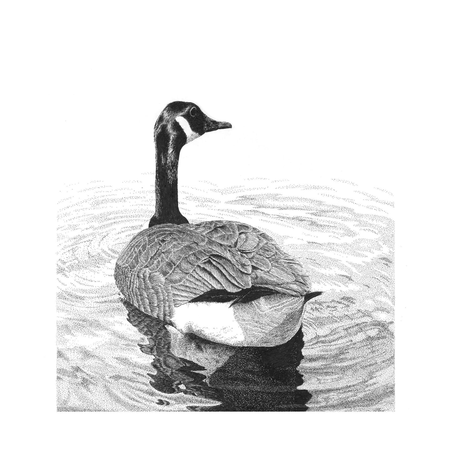 Canada Goose Pen and Ink Drawing Wall Art, 8.5" x 11" Unframed, Original hand drawn artwork.