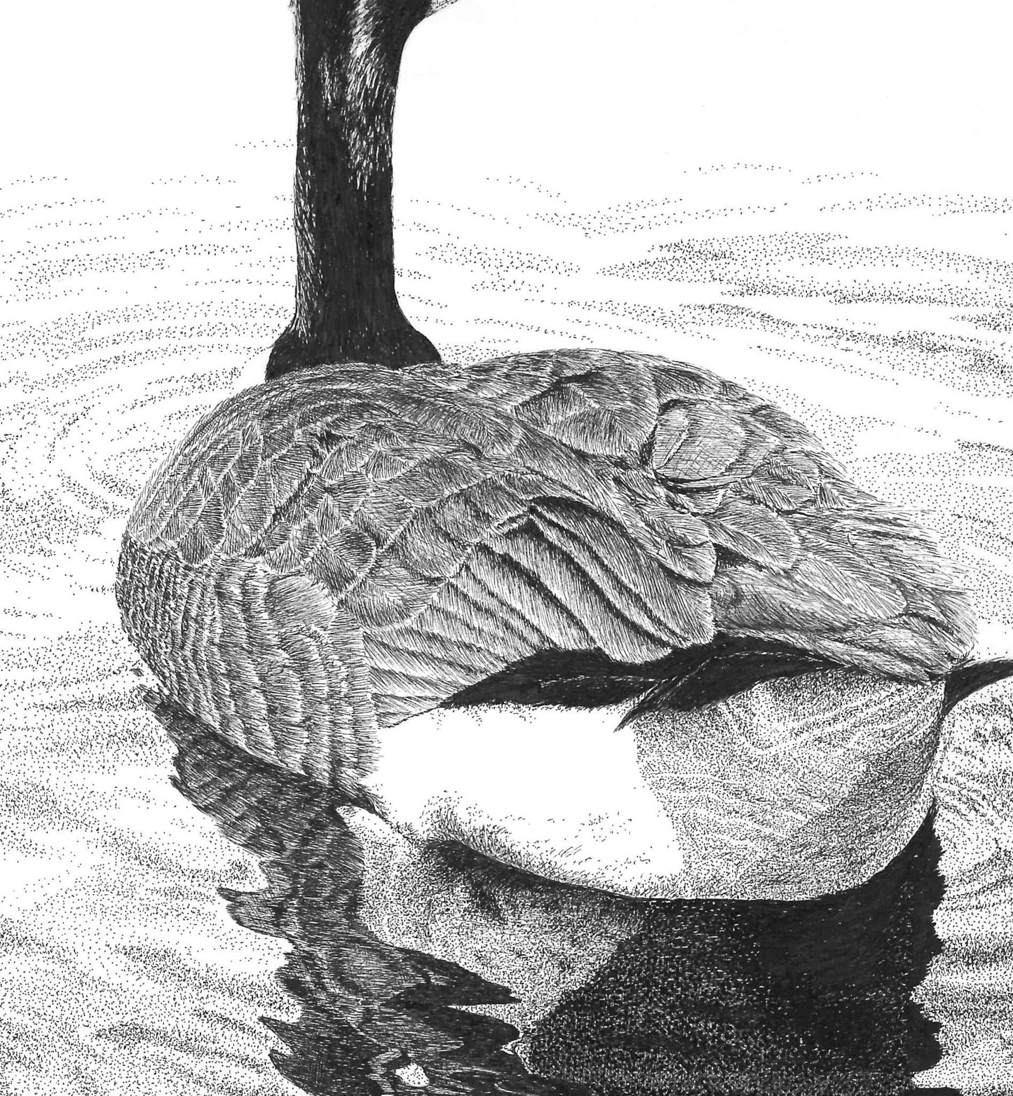 Canada Goose Pen and Ink Drawing Wall Art, 8.5" x 11" Unframed, Original hand drawn artwork.