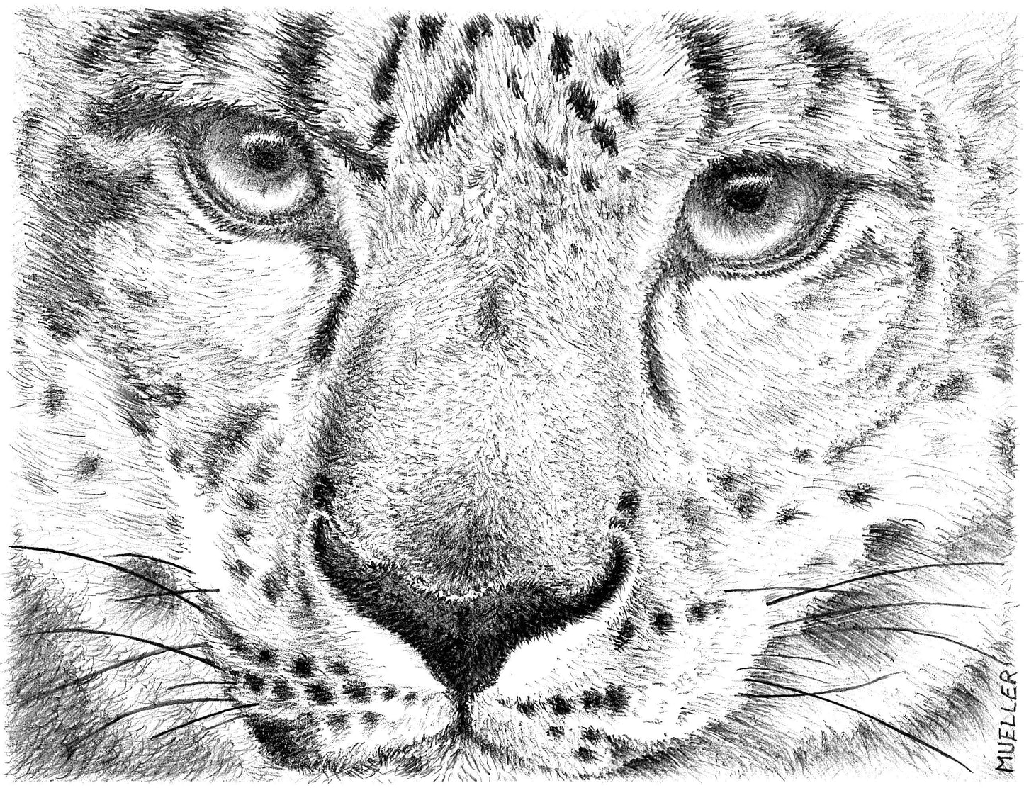 Snow Leopard Pencil Drawing Wall Art, 6.5" x 8.5" Unframed, Original hand drawn artwork.